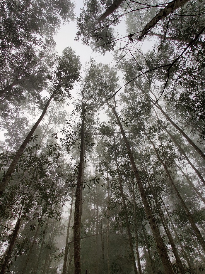 eucalyptus trees