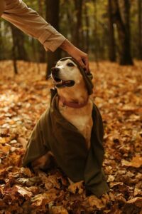 Read more about the article Weighted Blankets for dogs that Keep them Calm