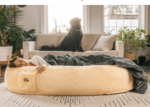 Read more about the article Human Sized Dog Beds For the Most Comfortable Nap